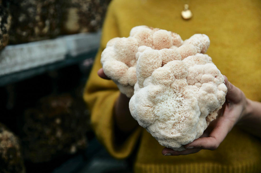 Persoon houdt verse lions mane paddenstoelen vast in het bos