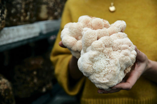 Persoon houdt verse lions mane paddenstoelen vast in het bos