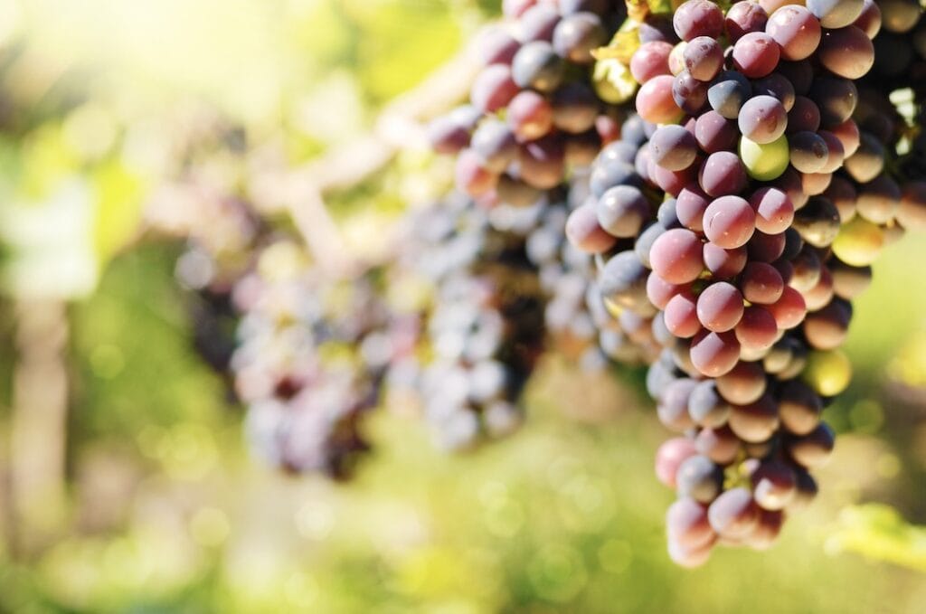 resveratrol voeding rode druiven