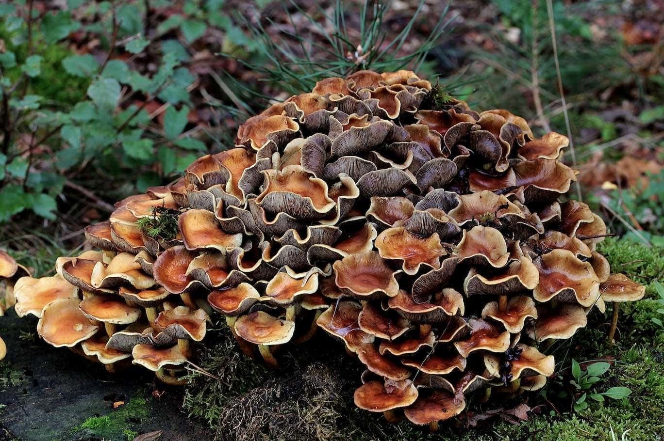 Welke Paddenstoelen Zijn Eetbaar Vitamines Com