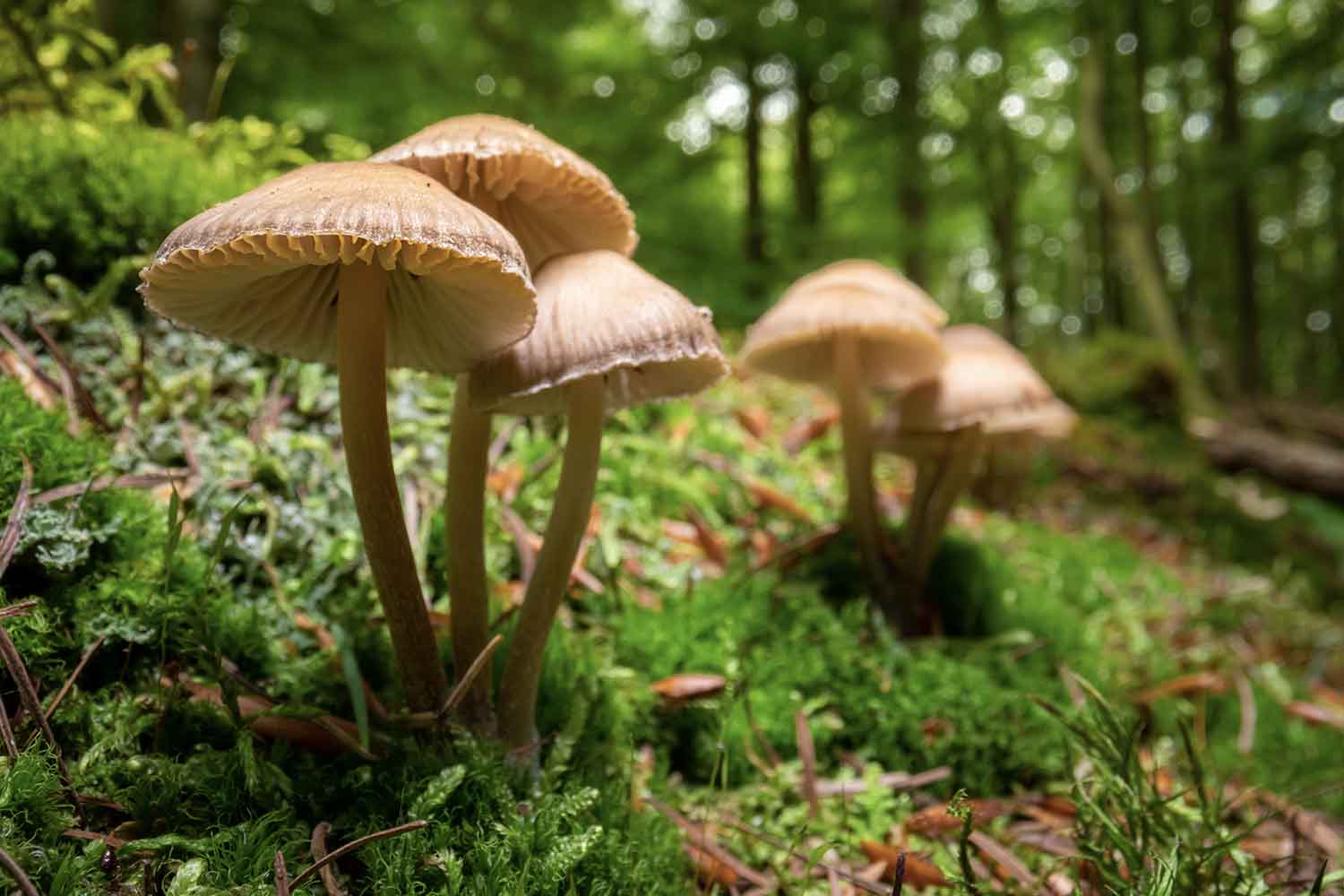 welke paddenstoelen zijn eetbaar