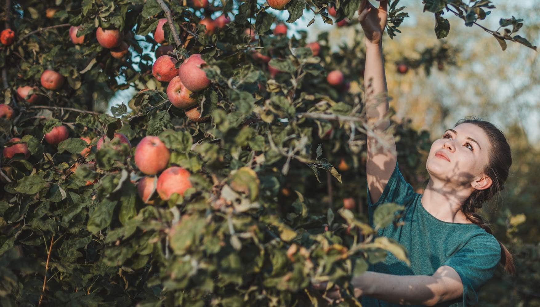 vrouw plukt appels